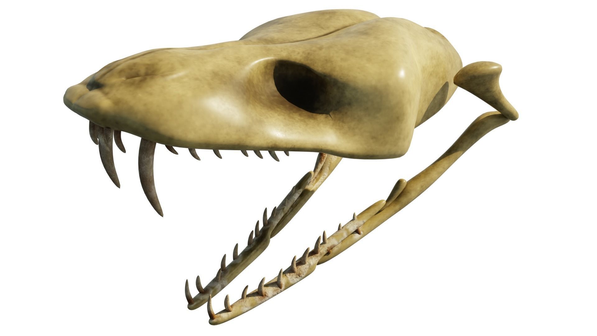 SNEAK SKULL Low-poly 3D model_38