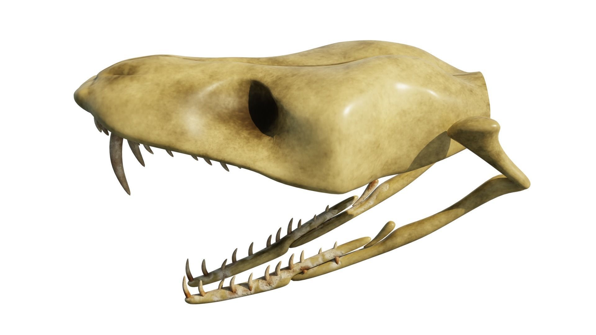 SNEAK SKULL Low-poly 3D model_37