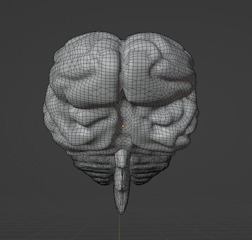 HUMAN BRAIN - ANATOMY 3D model_6