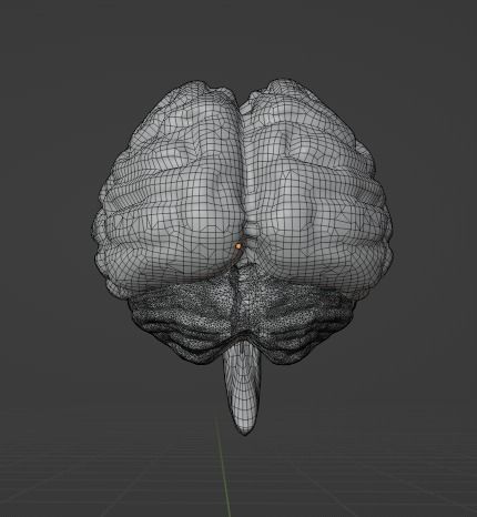 HUMAN BRAIN - ANATOMY 3D model_7