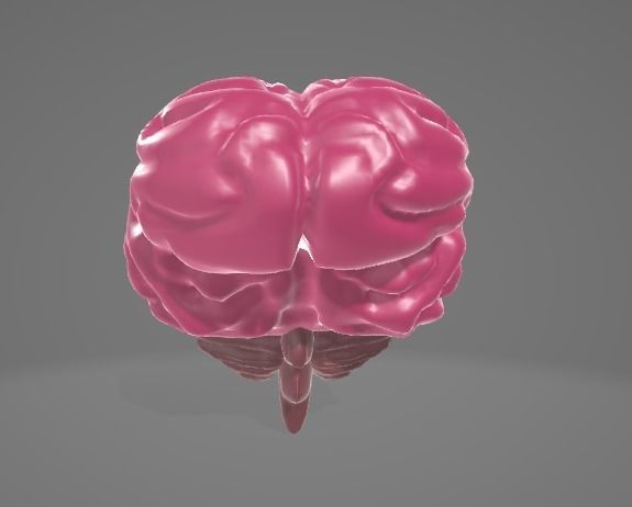 HUMAN BRAIN - ANATOMY 3D model_3