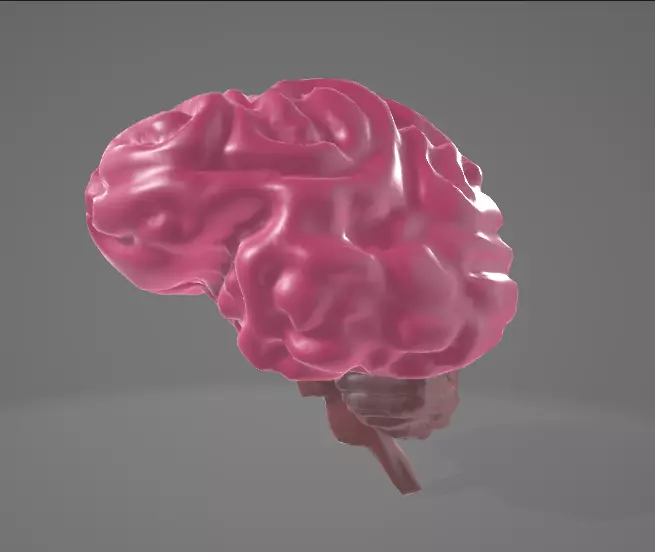 HUMAN BRAIN - ANATOMY 3D model_0