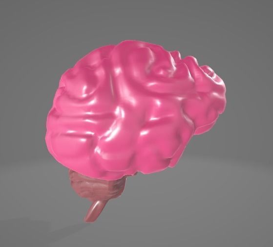 HUMAN BRAIN - ANATOMY 3D model_4