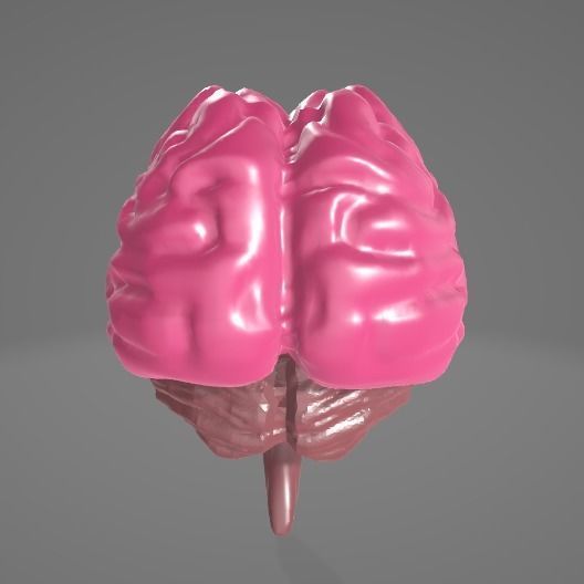 HUMAN BRAIN - ANATOMY 3D model_5