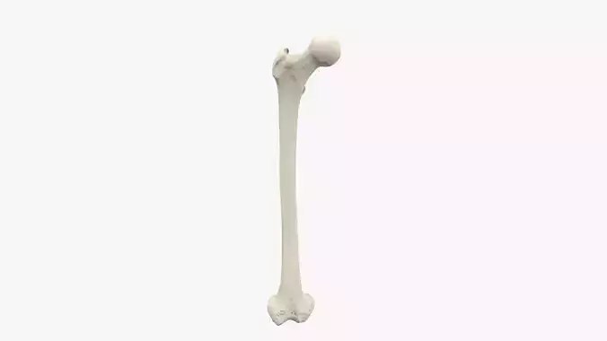 Real humerus bone Low-poly 3D model