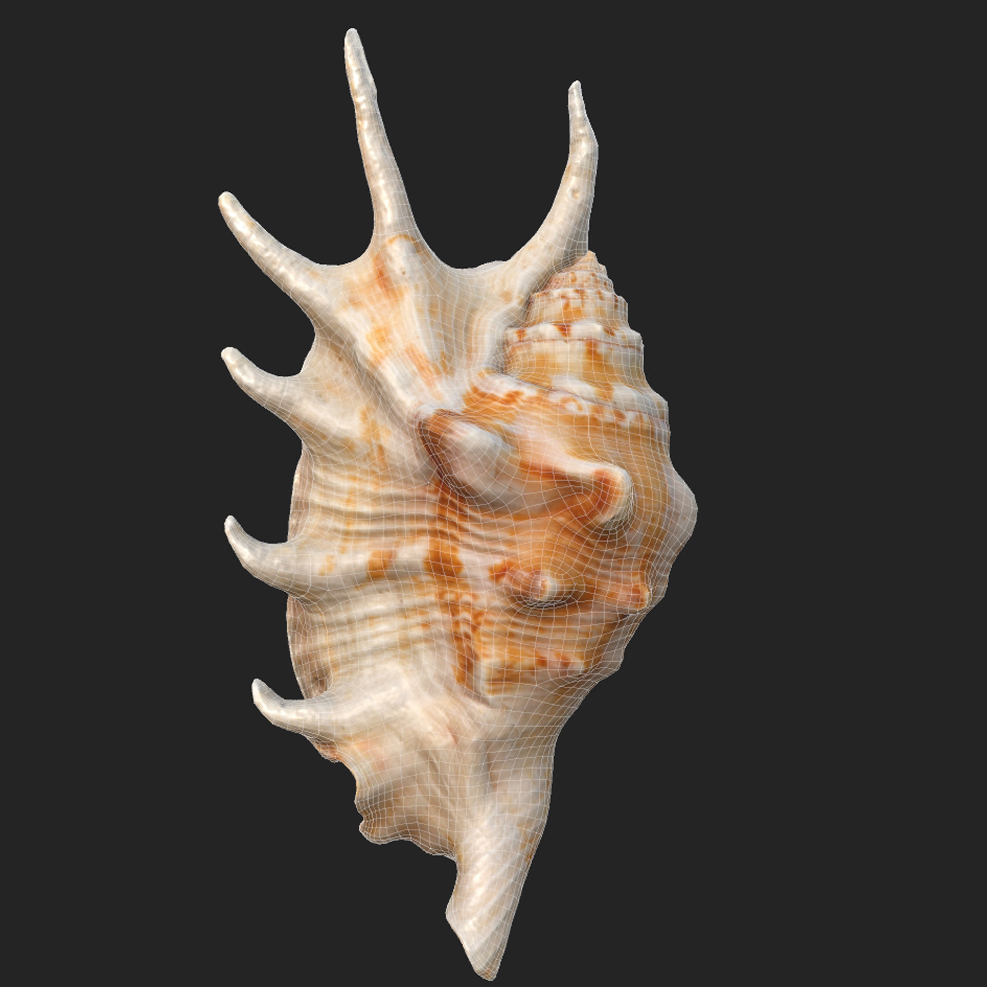 Lambis truncata Low-poly 3D model_8