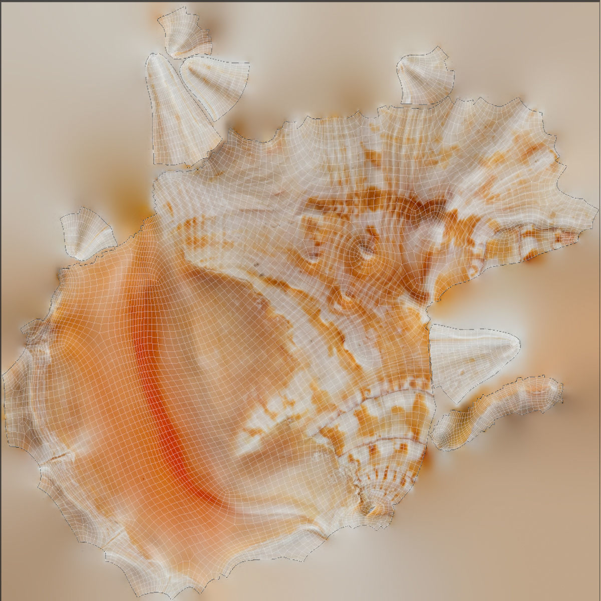 Lambis truncata Low-poly 3D model_9