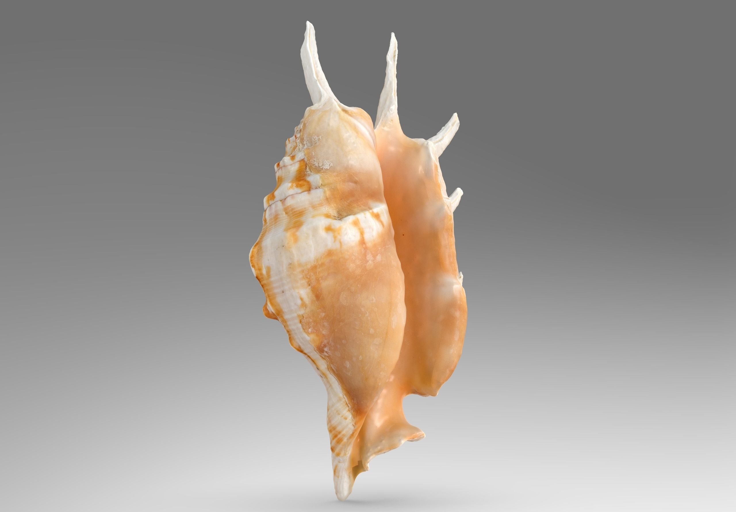 Lambis truncata Low-poly 3D model_5