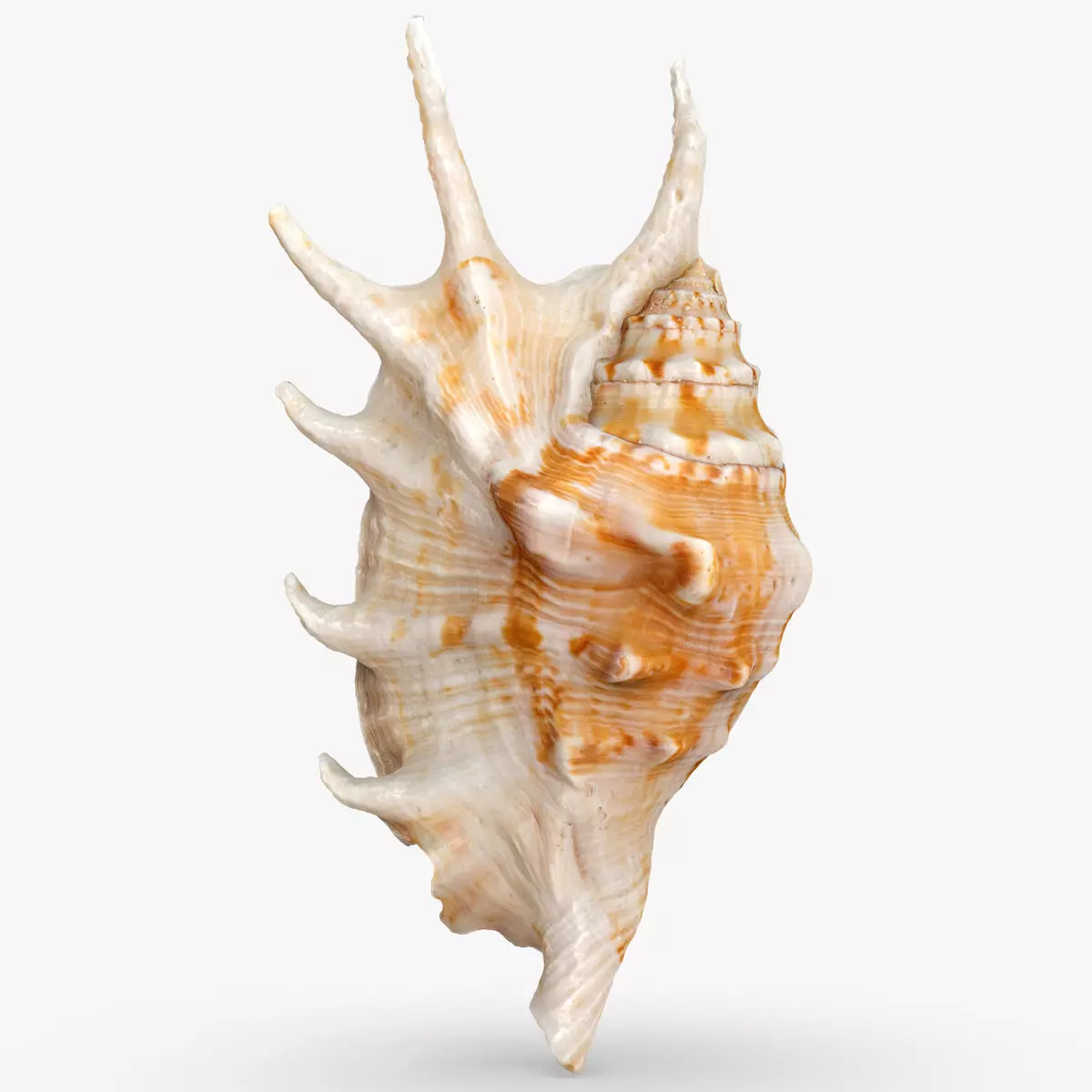 Lambis truncata Low-poly 3D model_0