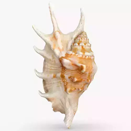 Lambis truncata Low-poly 3D model
