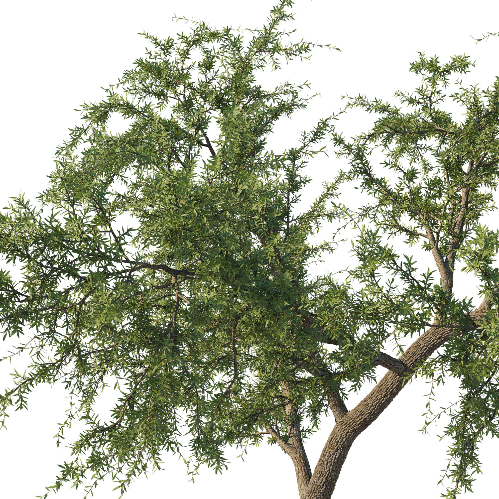 Quercus fusiformis 02 3D model_1