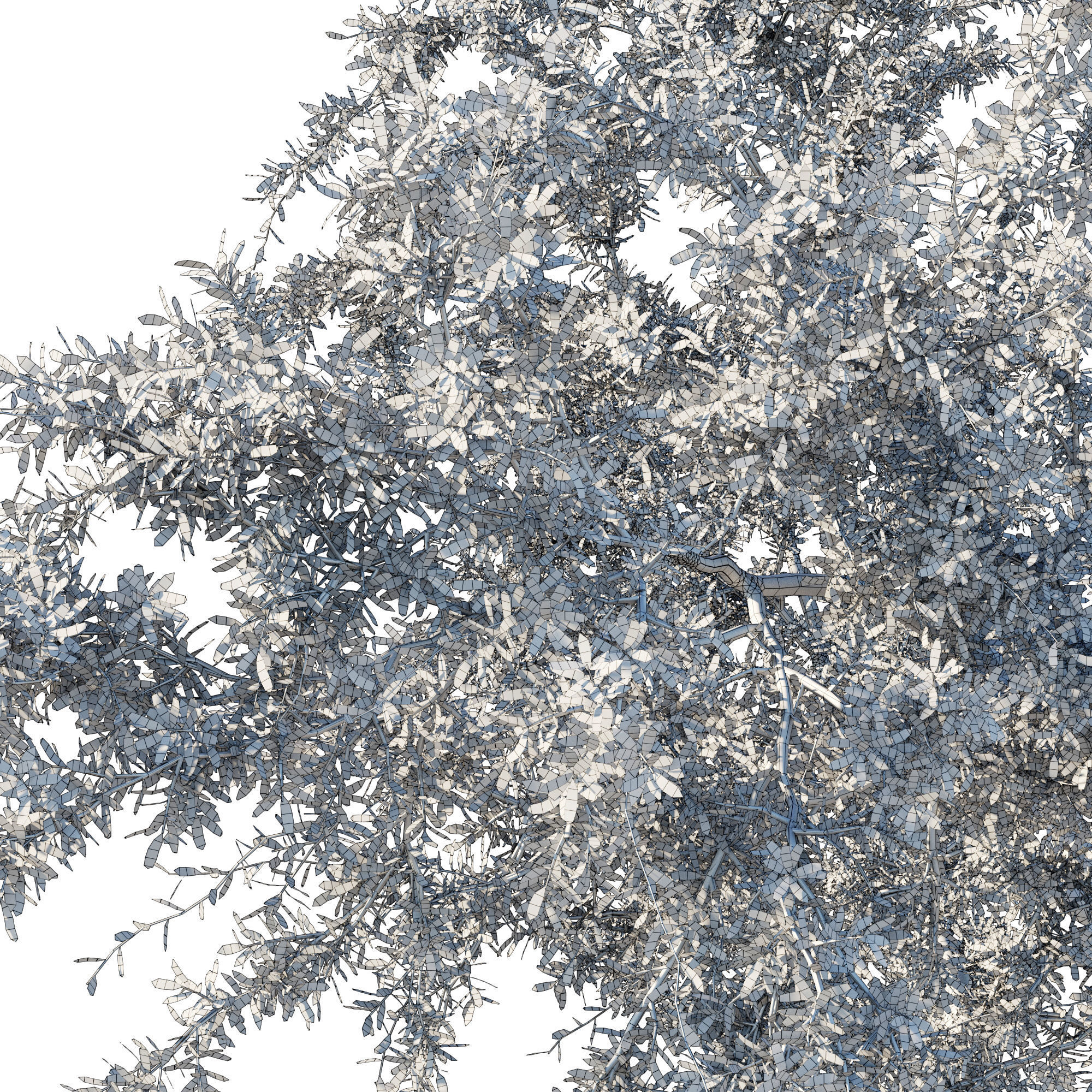 Quercus fusiformis 02 3D model_2