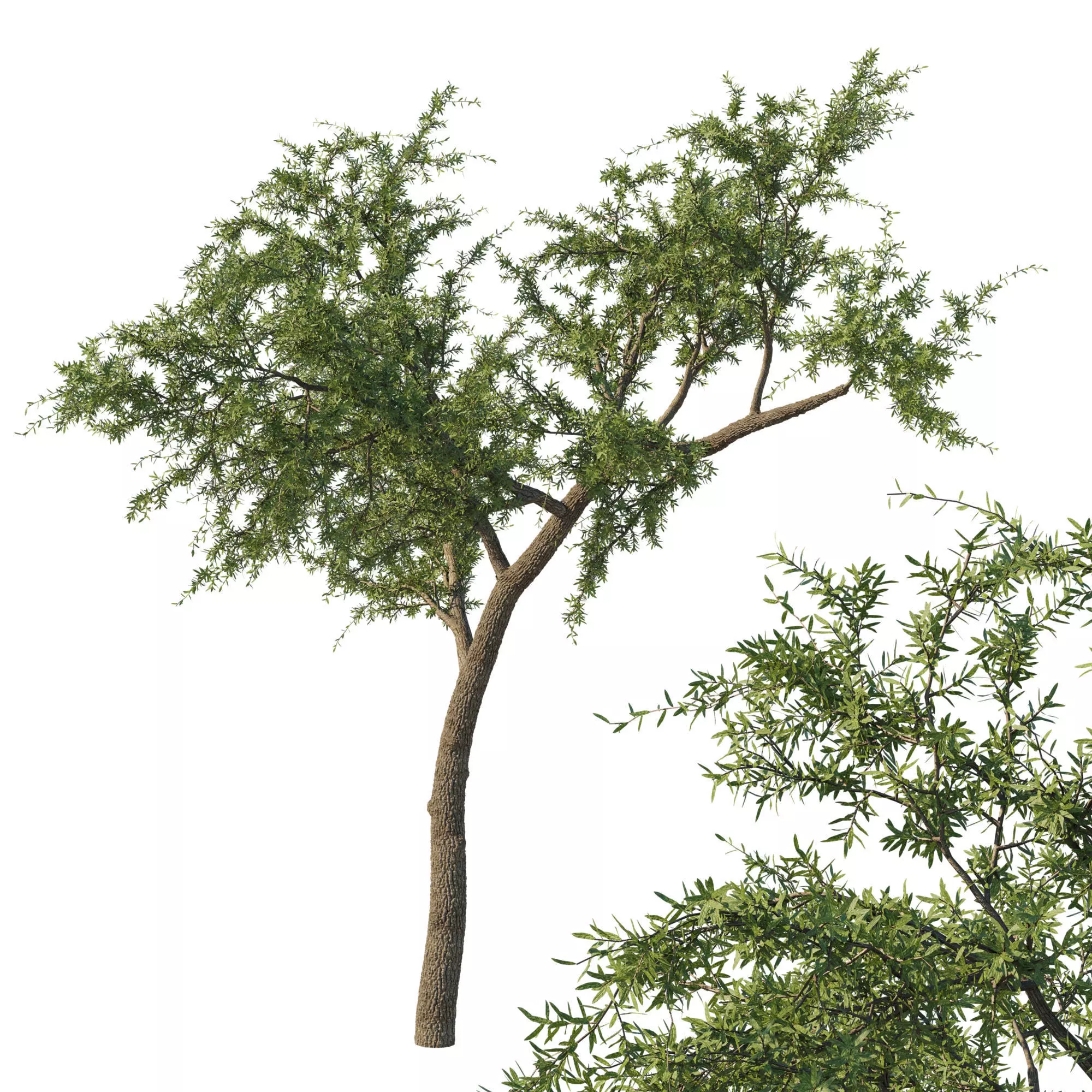 Quercus fusiformis 02 3D model_0