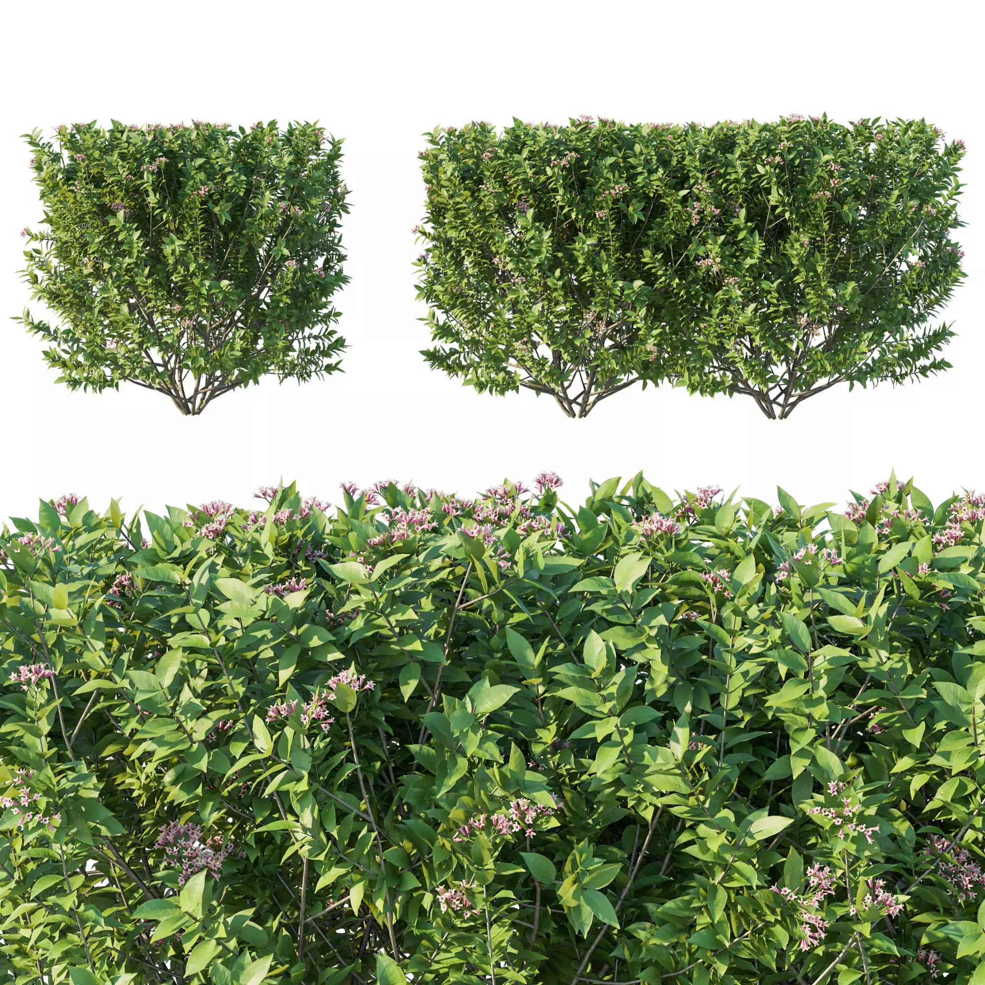 bushes 01 3D model_0