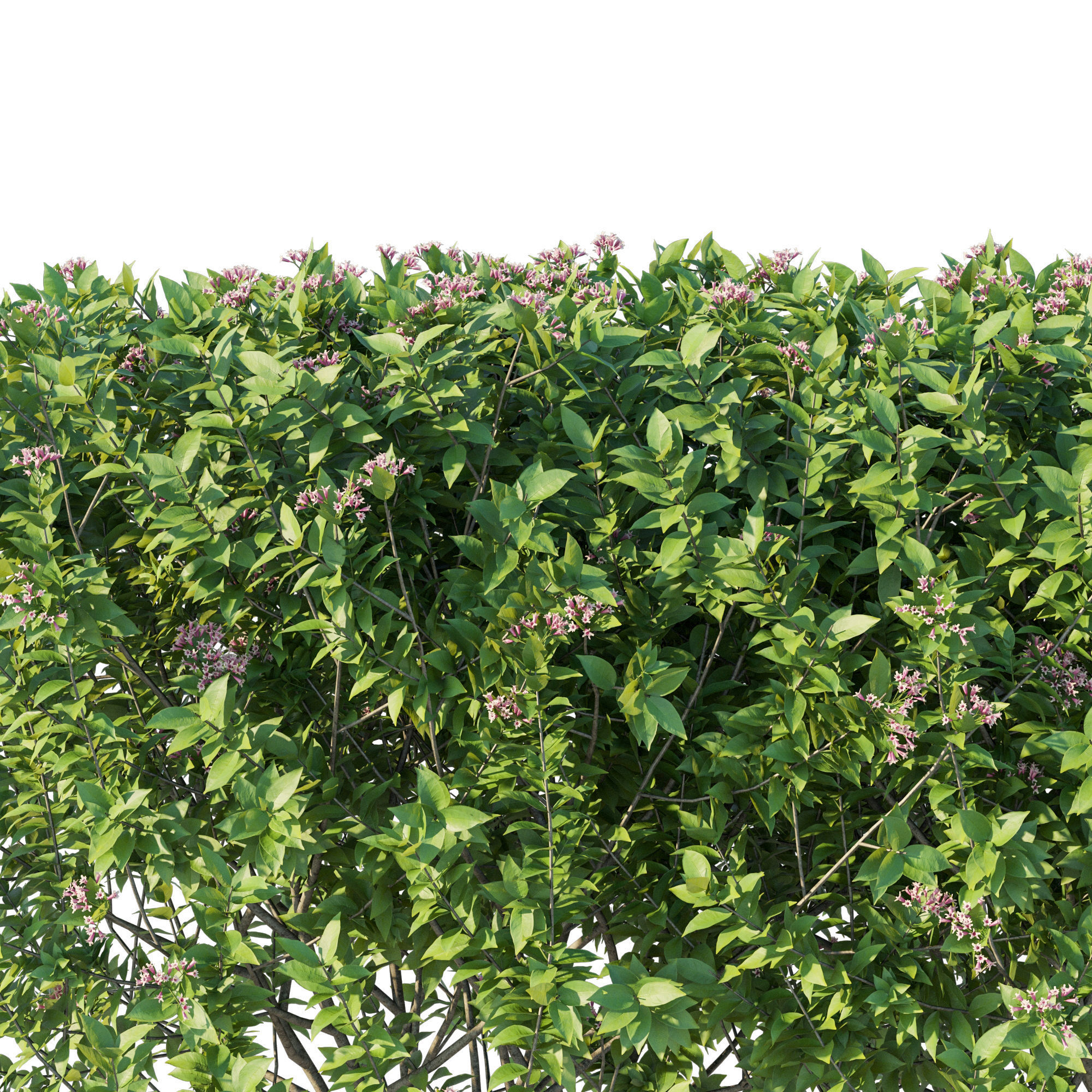 bushes 01 3D model_1