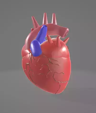 HUMAN HEART - ANATOMY 3D model