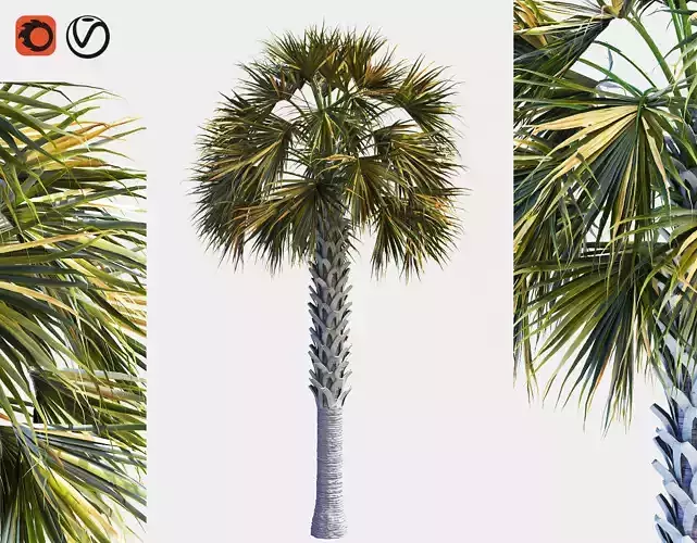 Palm Tree Set 03 3D model