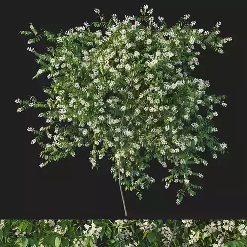 pandorea pandorana vines