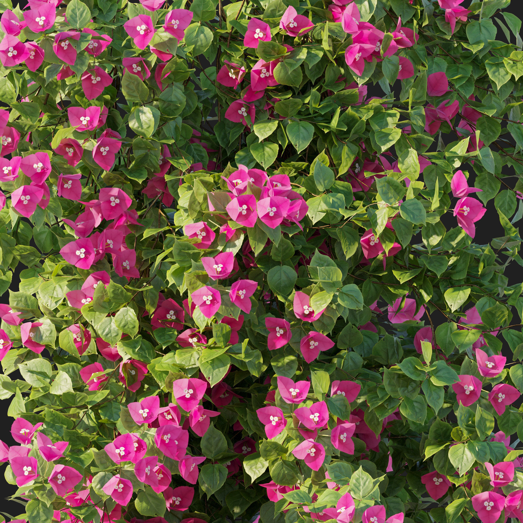 Vines Bougainvillea 01 3D model_1