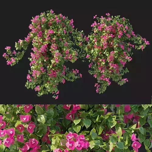 Vines Bougainvillea 01