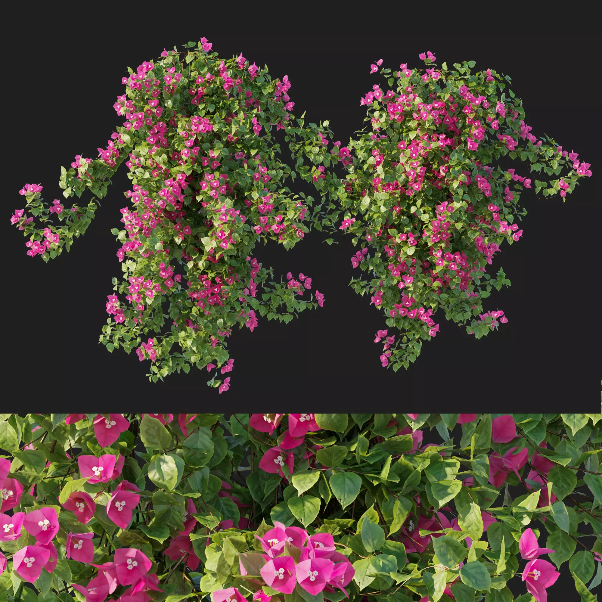 Vines Bougainvillea 01 3D model_0