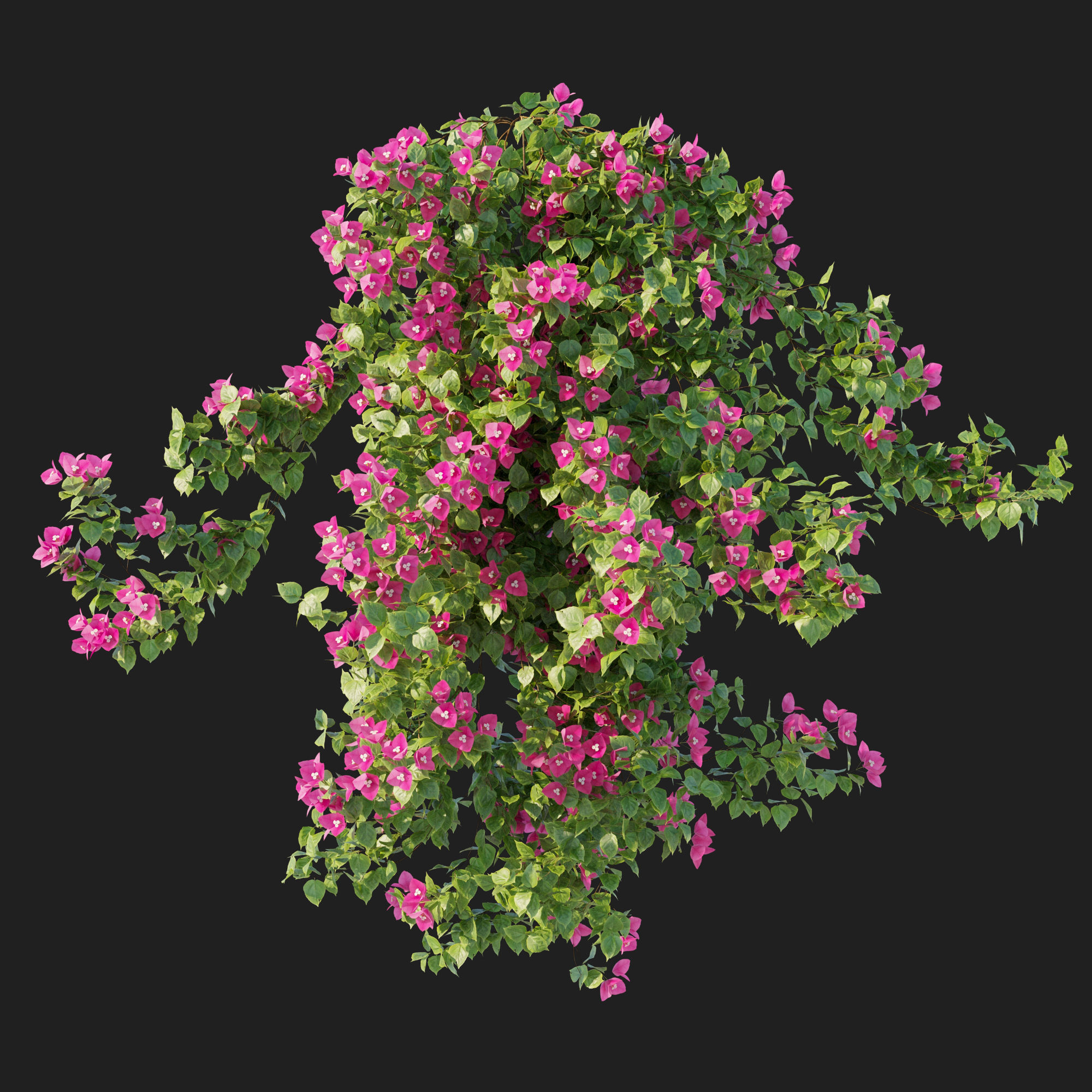 Vines Bougainvillea 01 3D model_2