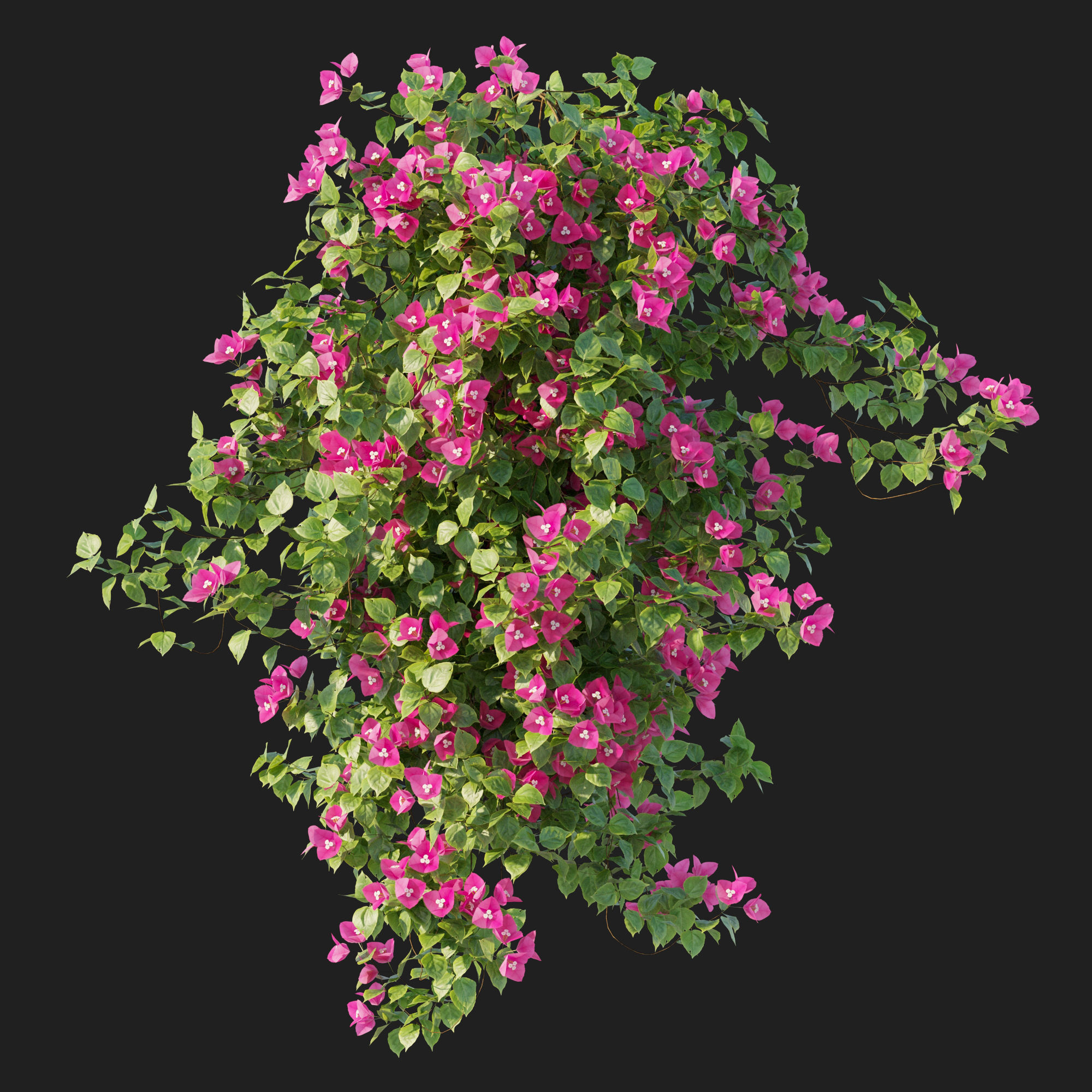 Vines Bougainvillea 01 3D model_3