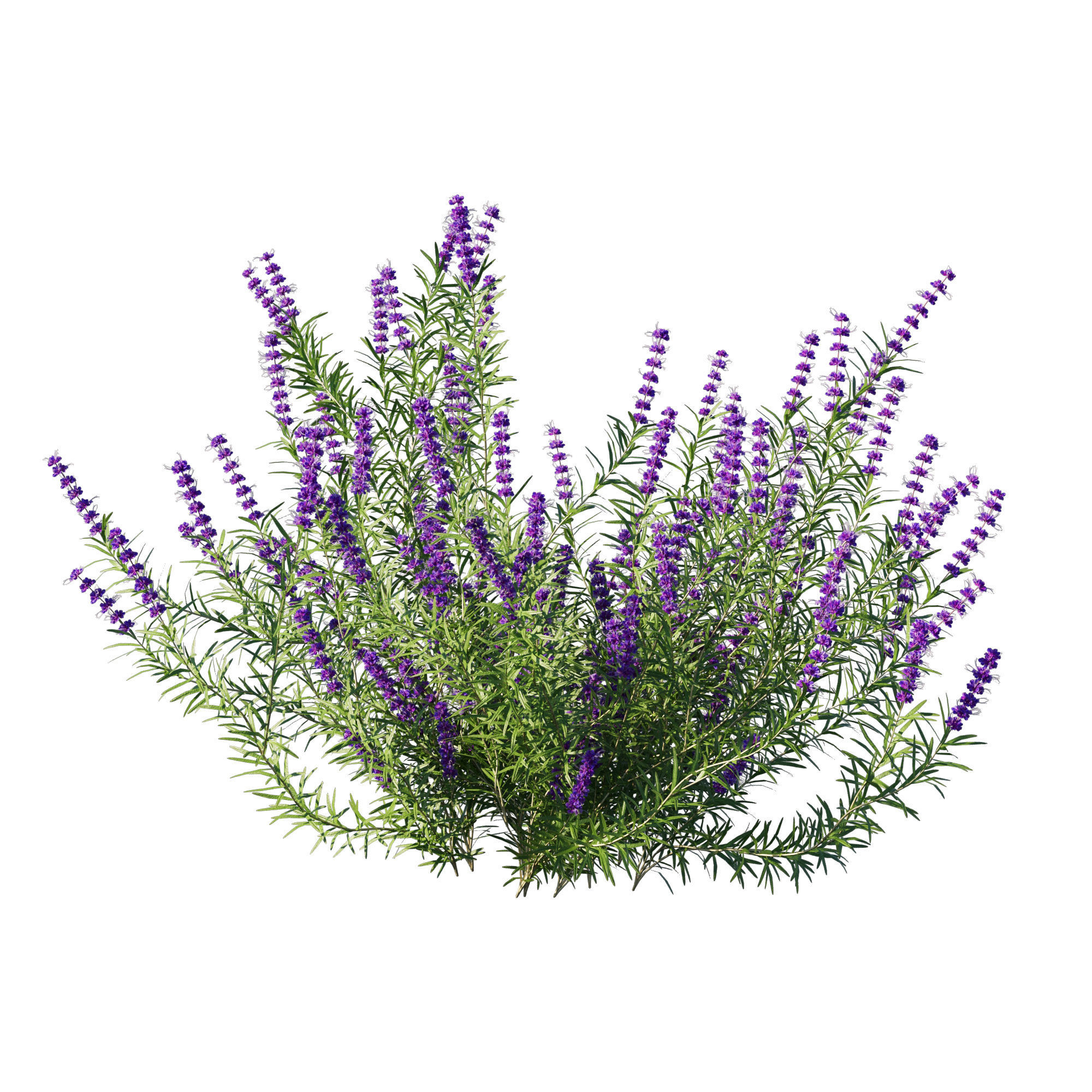 Trichostema lanatum 3D model_1