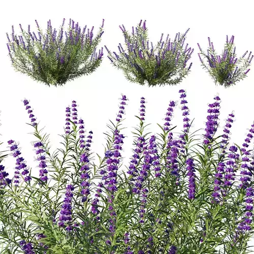 Trichostema lanatum 3D model