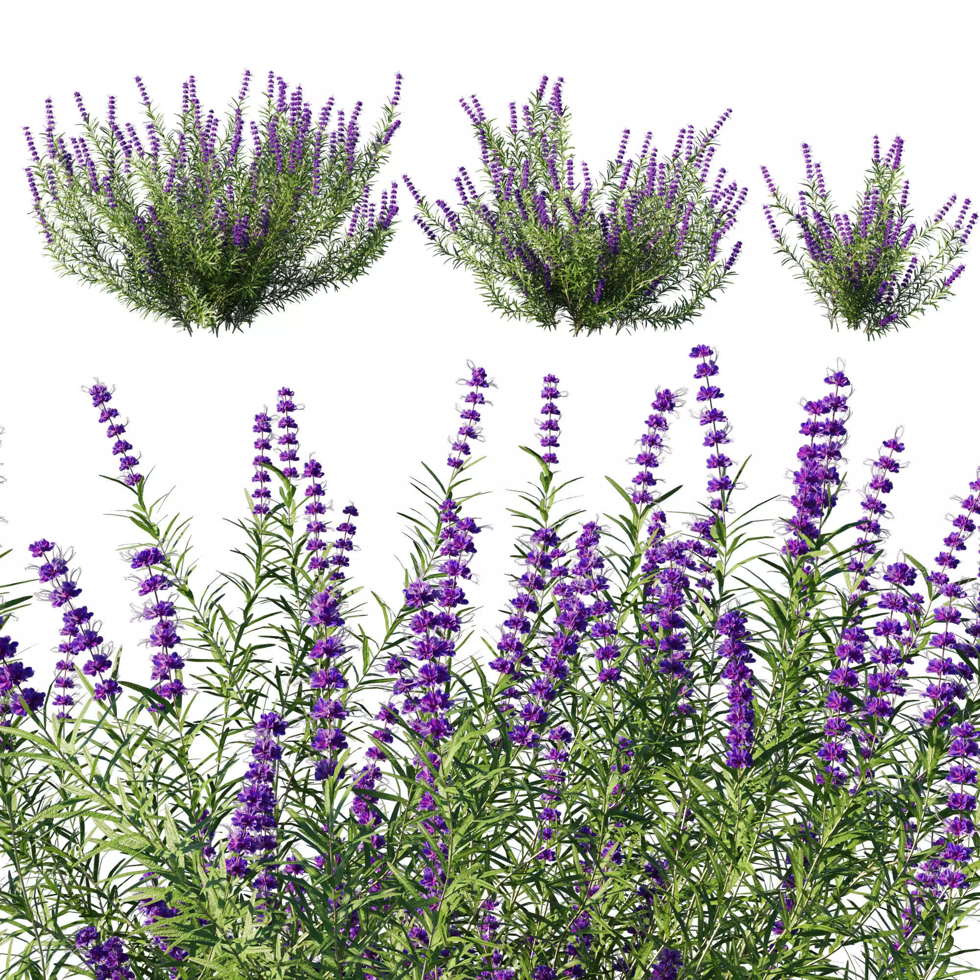 Trichostema lanatum 3D model_0