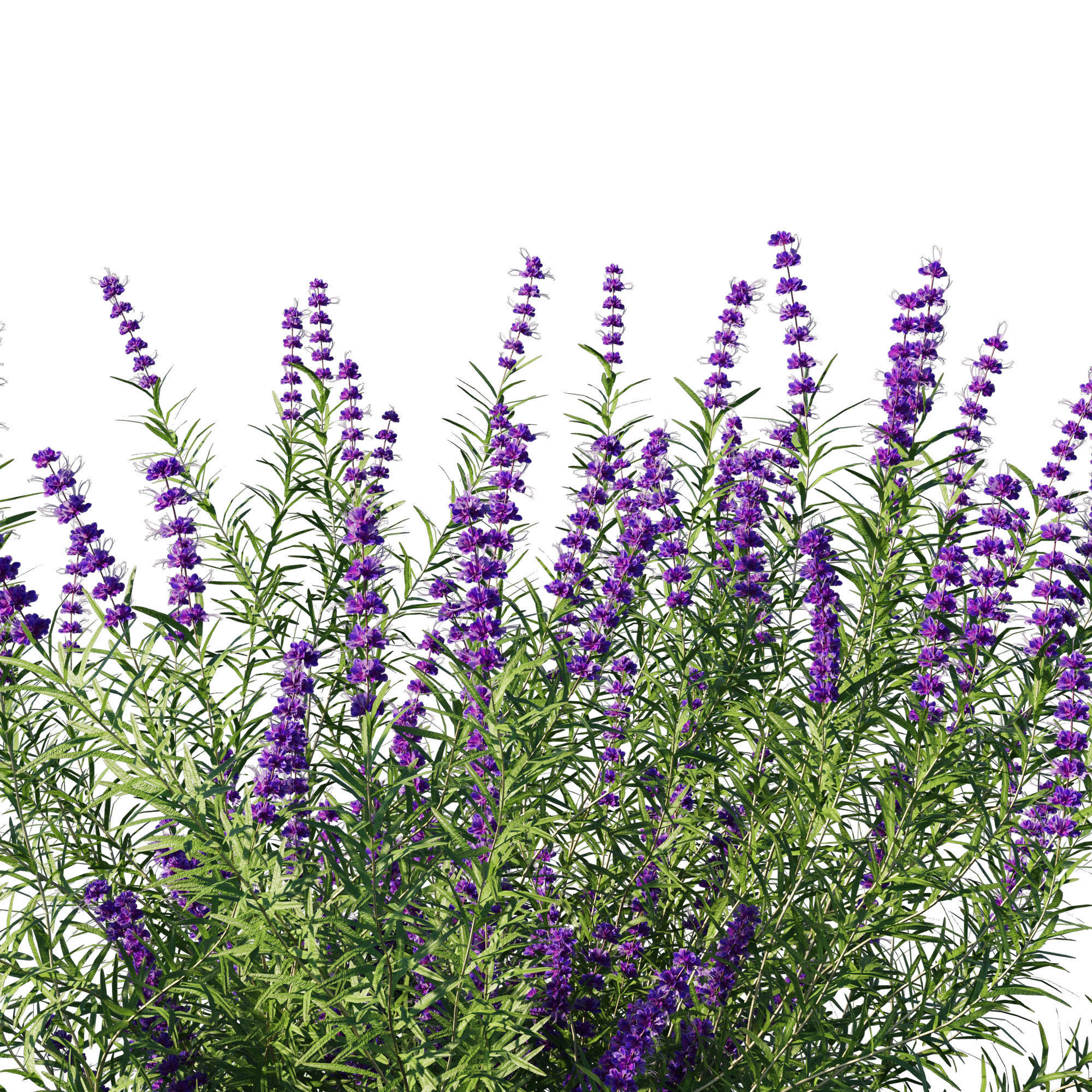 Trichostema lanatum 3D model_2