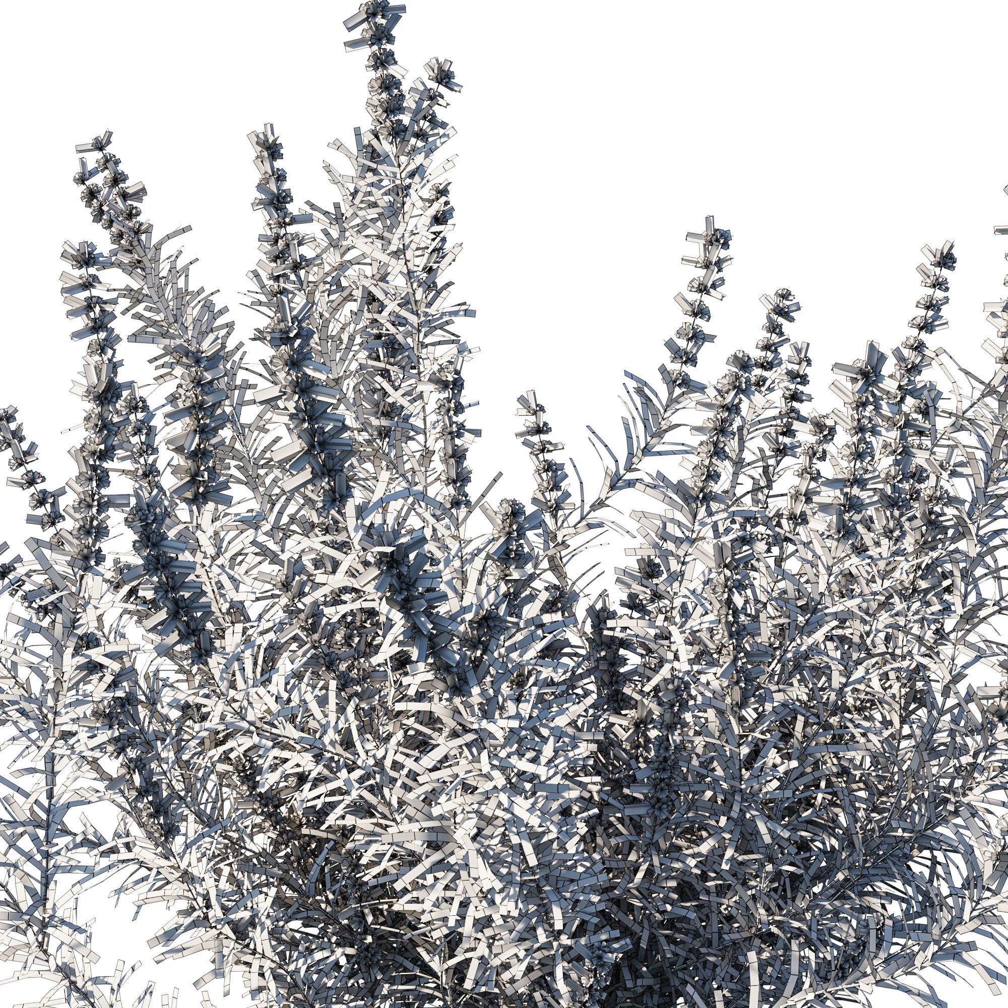 Trichostema lanatum 3D model_3