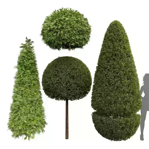 Ficus Concinna Bonsai Pruned Evergreen Shrubs Golden 3D model