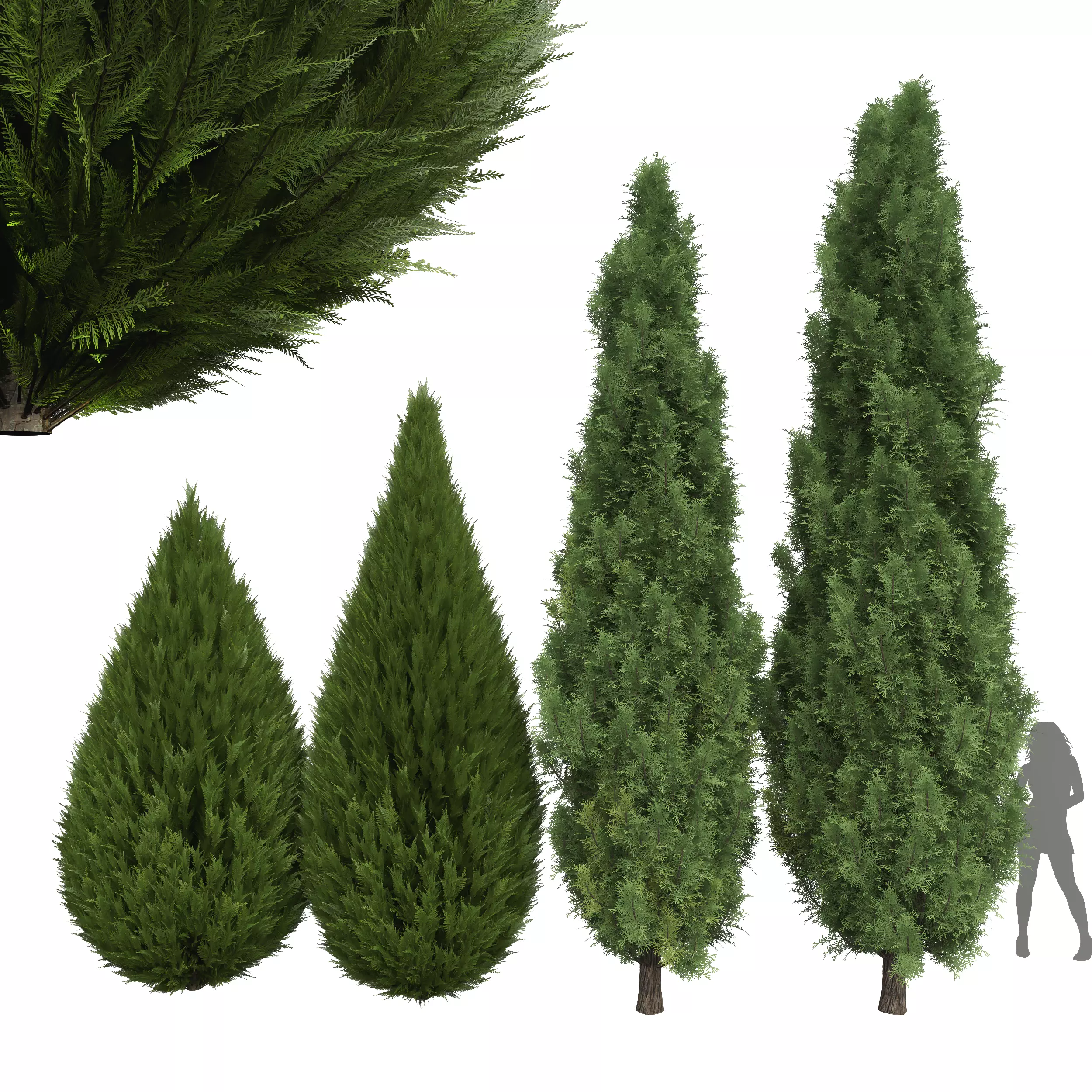 Juniperus chinensis Spartan Taylor Juniper Mediterranean Cypress 3D model_0