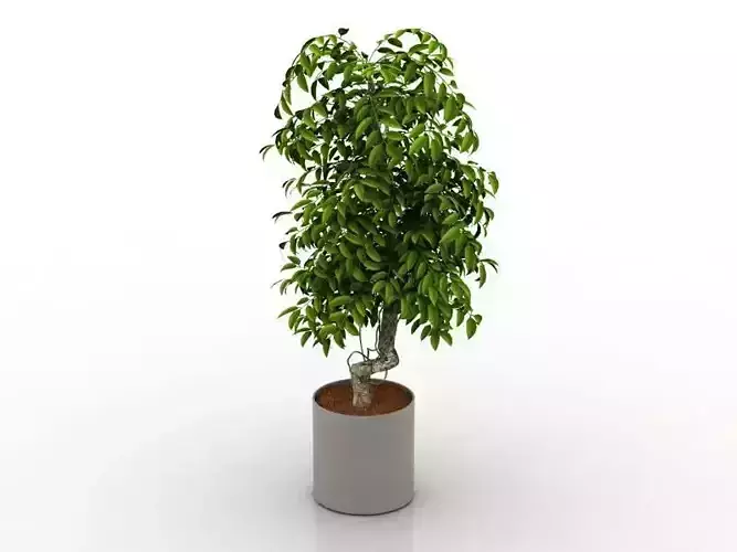 HOUSE PLANT DECORATION FOR EXTERIOR