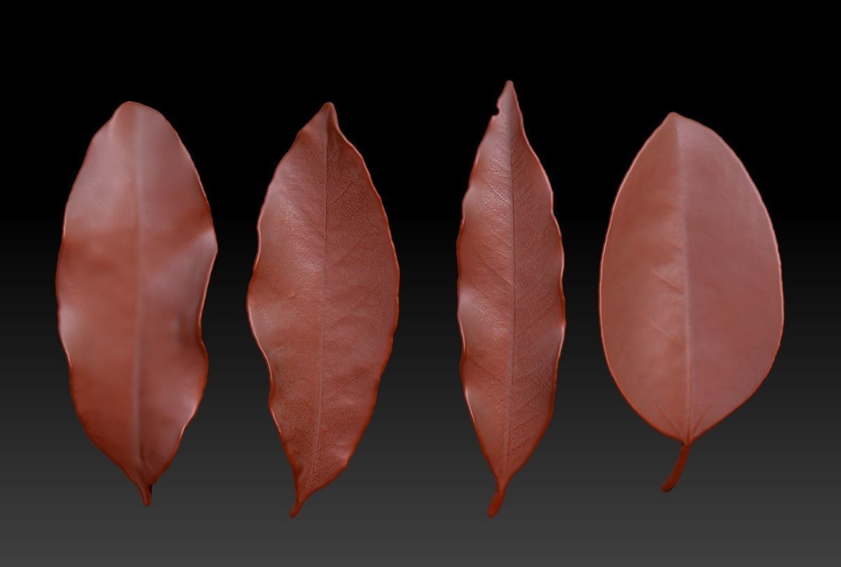 leaves Leaf sculpture ZBrush Leaf Brush 3D print model 3D print model_2