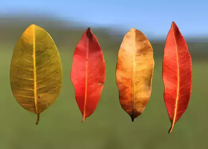  FBX autumn leaves realistic CG resources yellow leaves red dry 