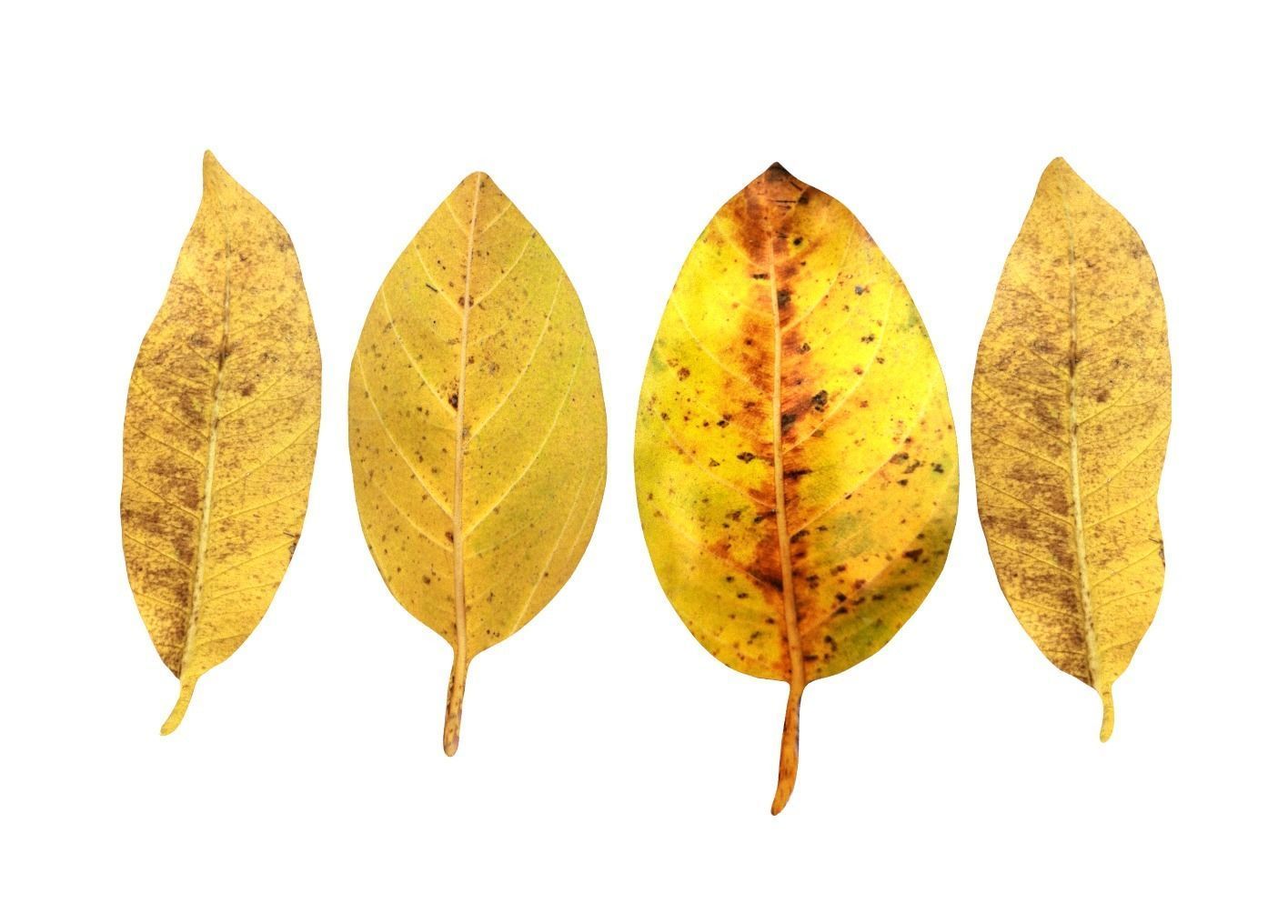 FBX autumn leaves realistic CG resources yellow leaves red dry  3D model_1