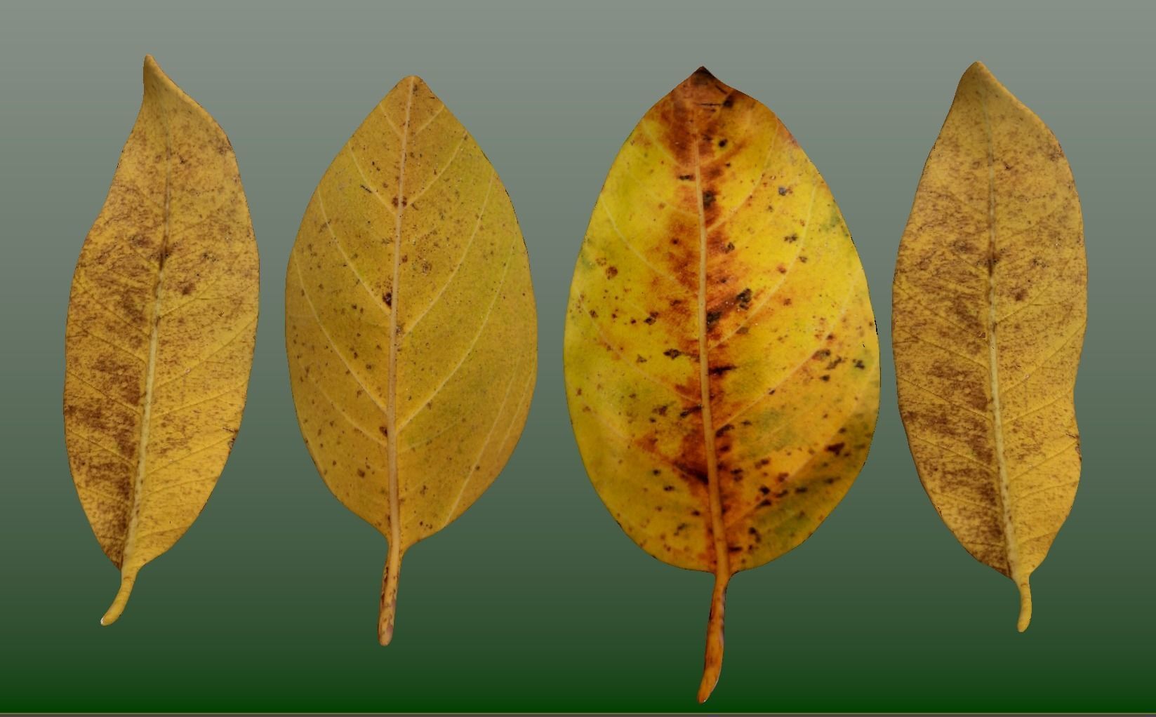 FBX autumn leaves realistic CG resources yellow leaves red dry  3D model_3