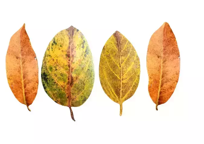 FBX autumn leaves realistic CG resources yellow leaves red dry 