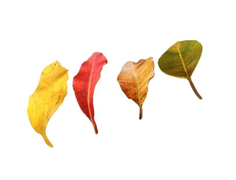 FBX autumn leaves realistic CG resources yellow leaves red dry 3D model_1