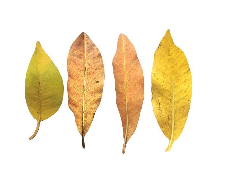 FBX autumn leaves realistic CG resources yellow leaves red dry 3D model_2