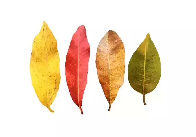 FBX autumn leaves realistic CG resources yellow leaves red dry