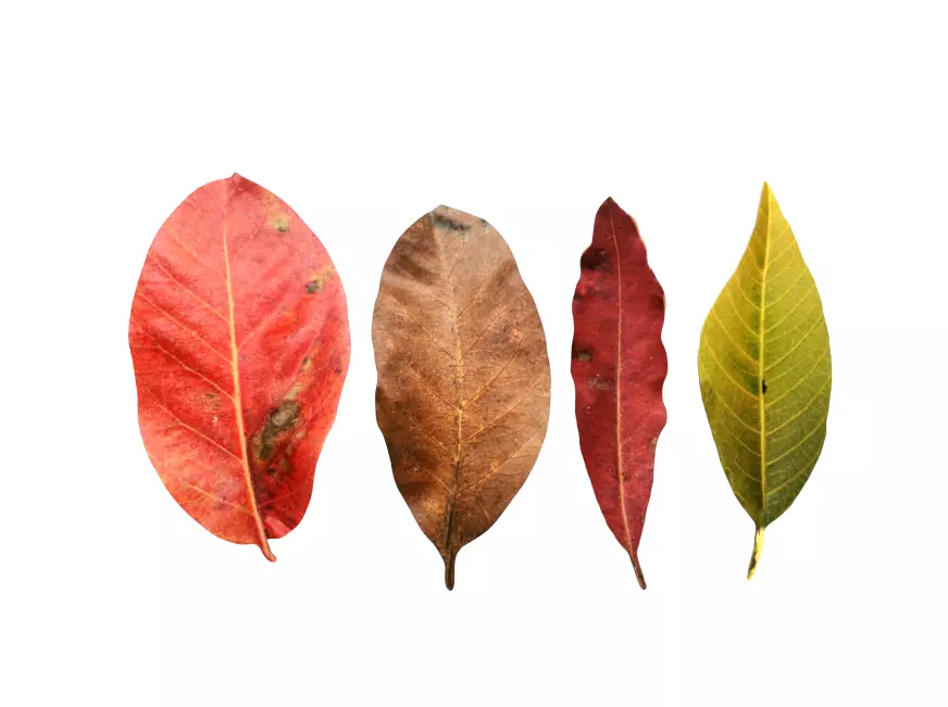 FBX autumn leaves realistic CG resources yellow leaves red dry  3D model_0