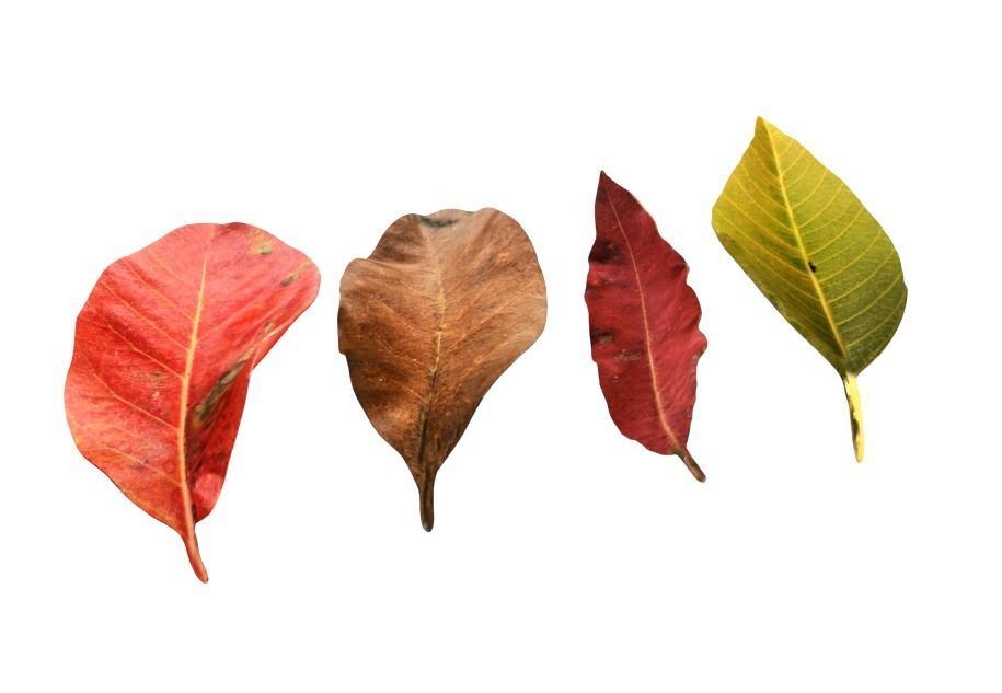 FBX autumn leaves realistic CG resources yellow leaves red dry  3D model_1