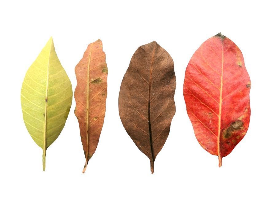 FBX autumn leaves realistic CG resources yellow leaves red dry  3D model_2