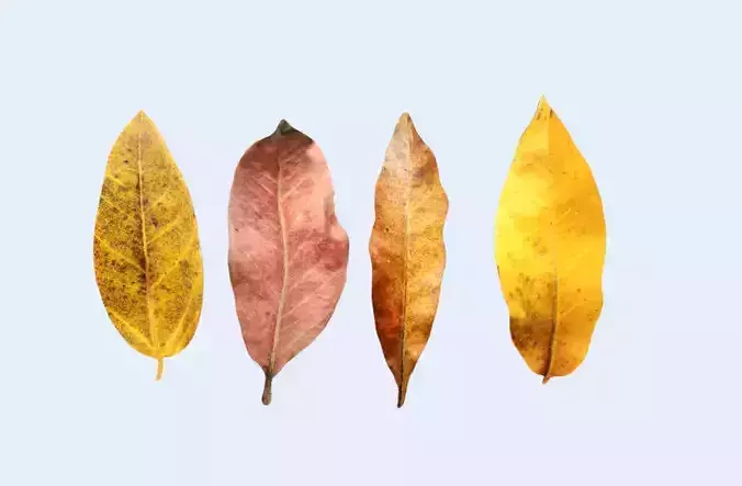 FBX autumn leaves realistic CG resources yellow leaves red dry