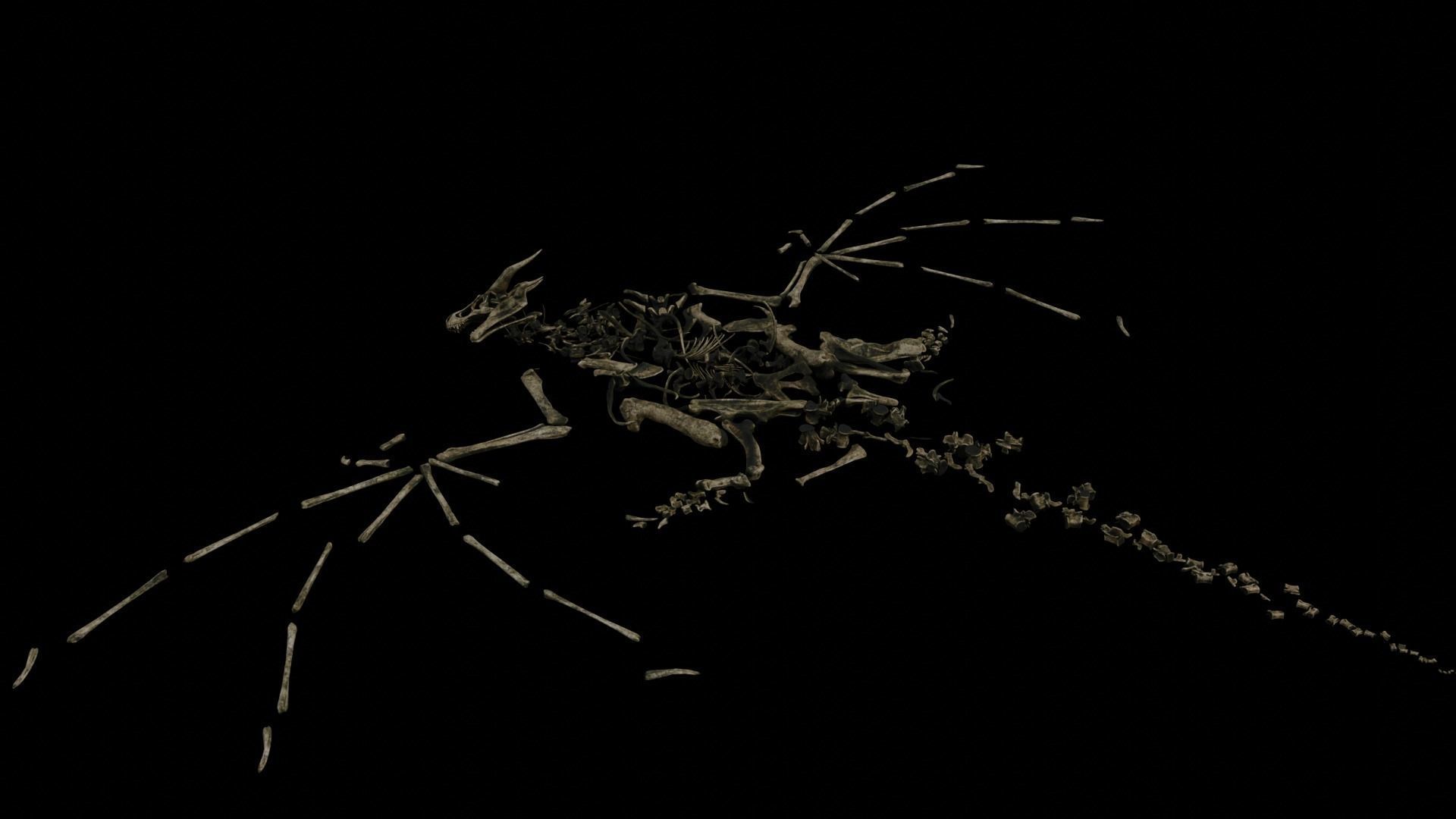 Dragon Wyvern Skeleton Low-poly 3D model_17