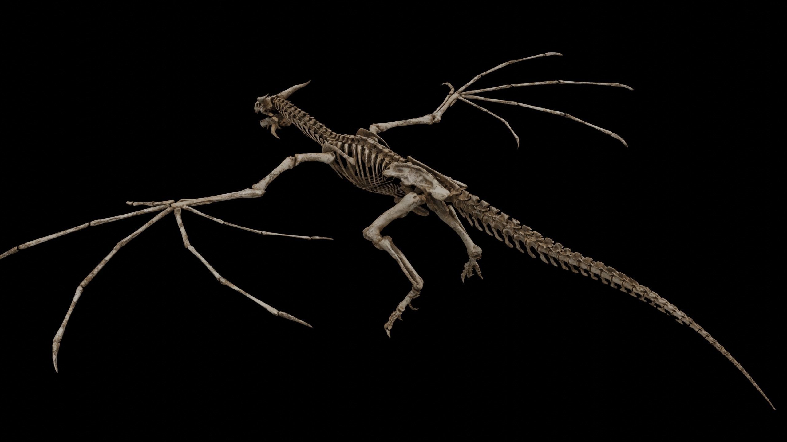 Dragon Wyvern Skeleton Low-poly 3D model_9