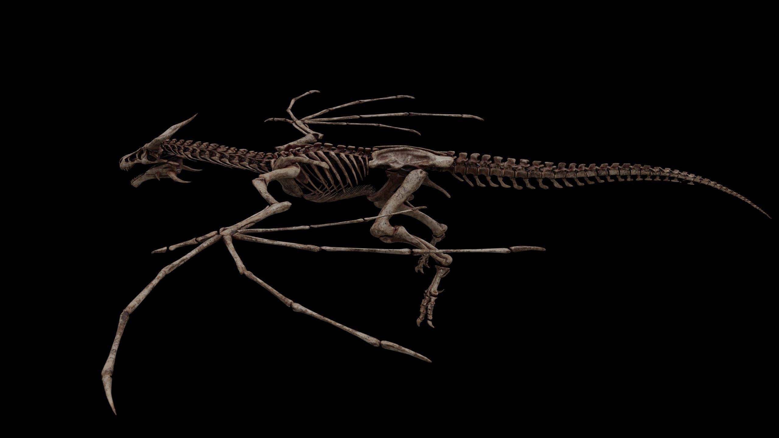 Dragon Wyvern Skeleton Low-poly 3D model_19